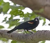 Red winged Blackbird 2140